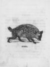 Thumbnail 0034 of An alphabet of quadrupeds