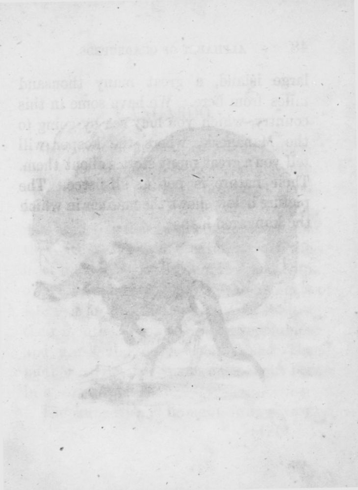 Scan 0049 of An alphabet of quadrupeds