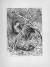 Thumbnail 0055 of Chatterbox stories of natural history