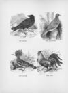 Thumbnail 0084 of Chatterbox stories of natural history