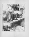 Thumbnail 0133 of Chatterbox stories of natural history