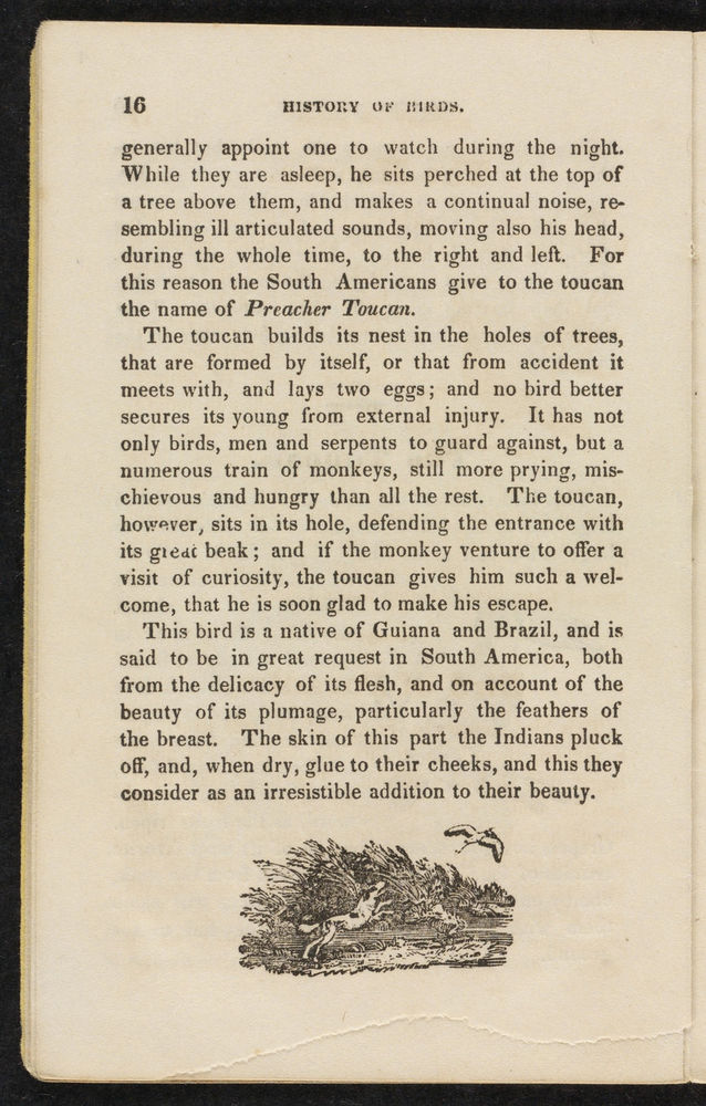 Scan 0018 of The natural history of birds