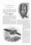 Thumbnail 0065 of St. Nicholas. March 1890