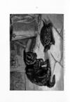 Thumbnail 0074 of St. Nicholas. May 1891