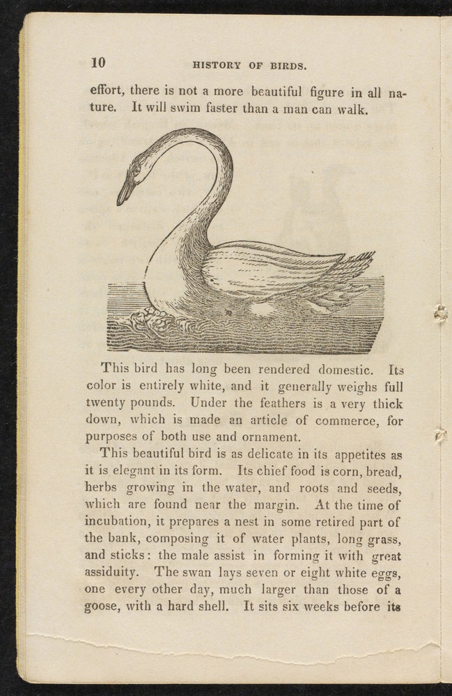 Scan 0012 of The natural history of birds