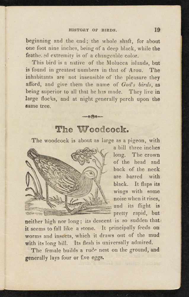 Scan 0021 of The natural history of birds